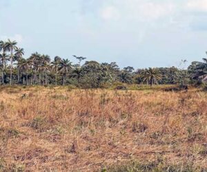investasi tanah